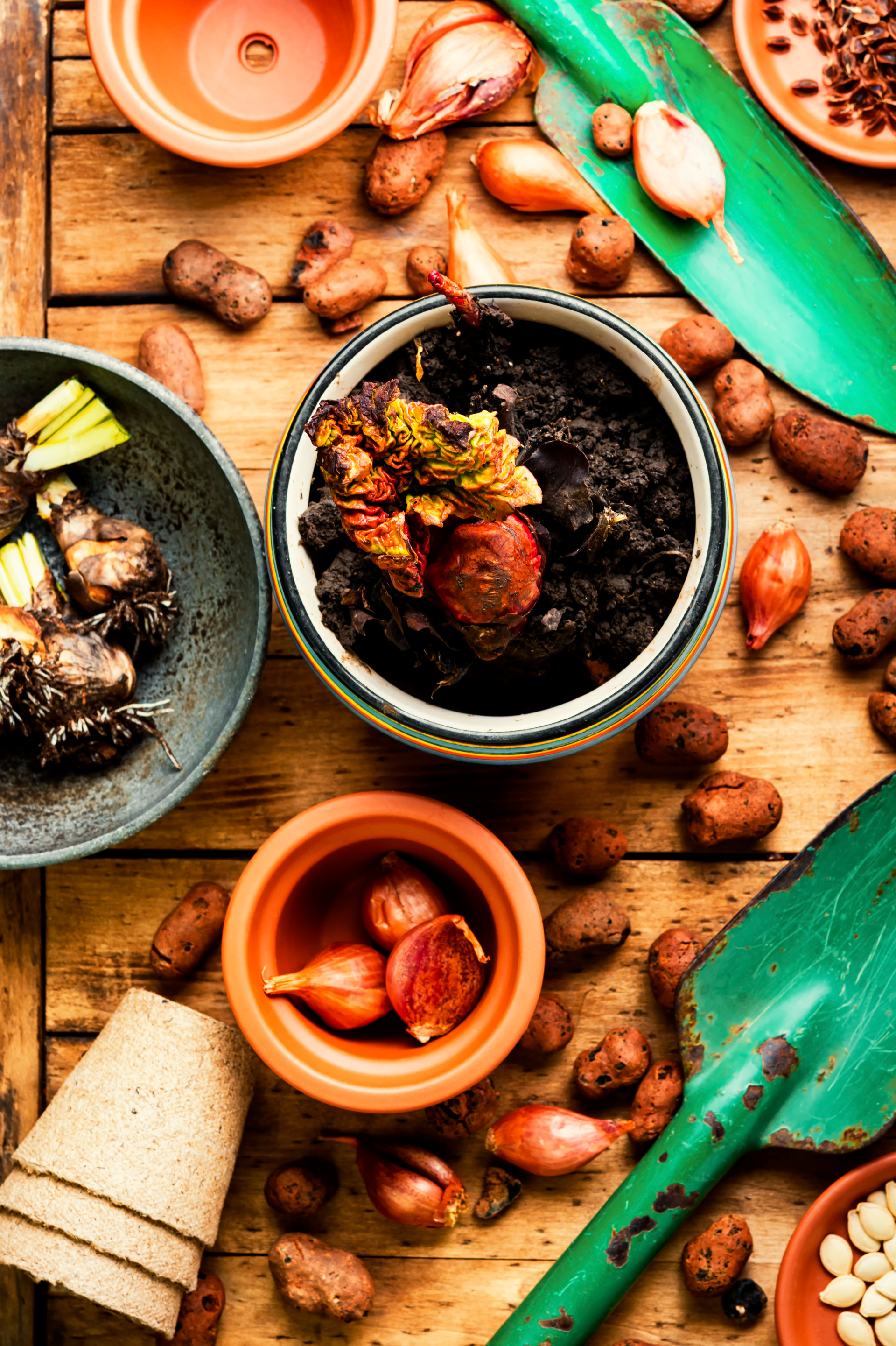 Herbaceous Brazilian Barreado