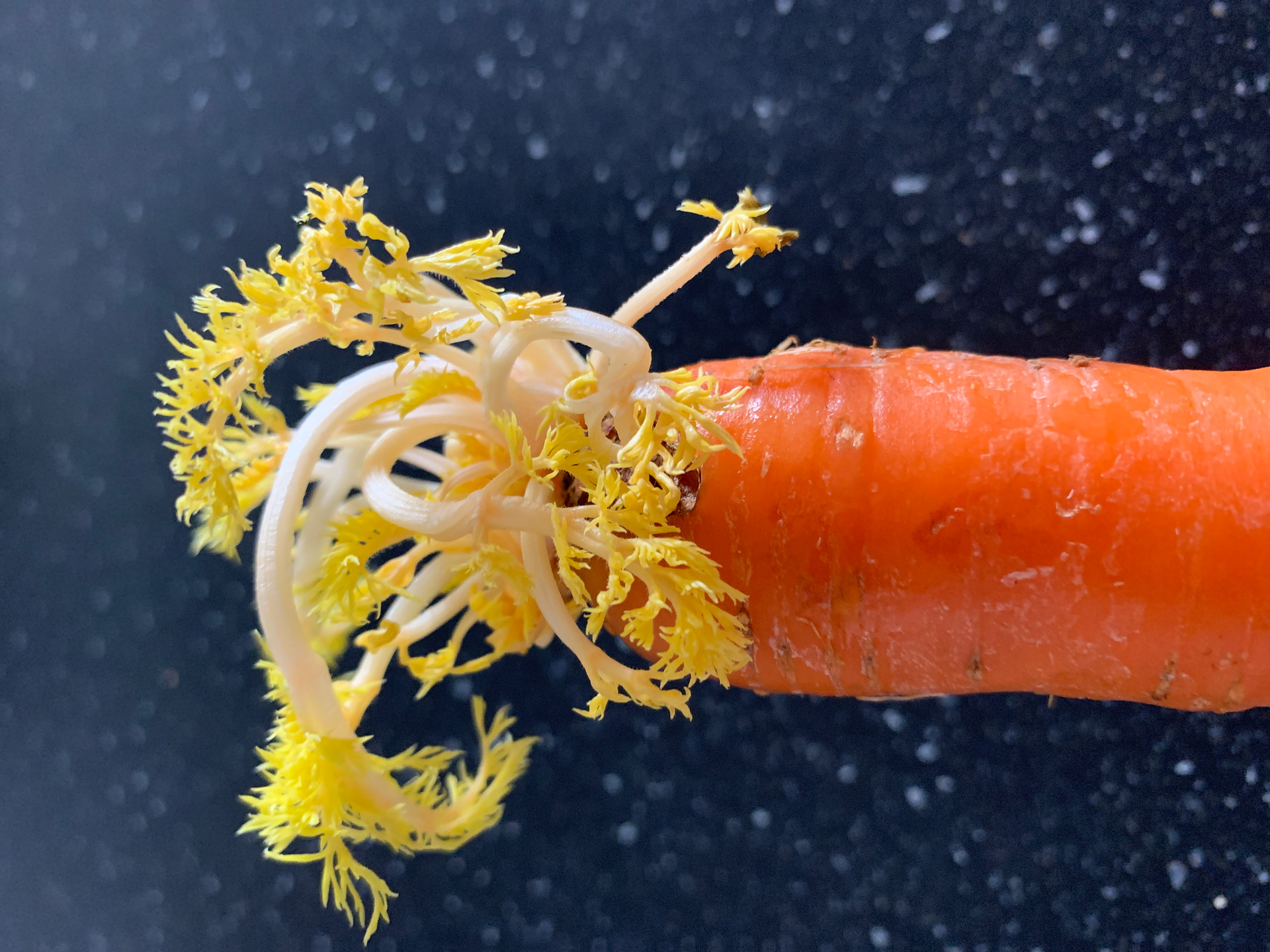 Japanese Kinpira Gobo with Carrot and Burdock Root